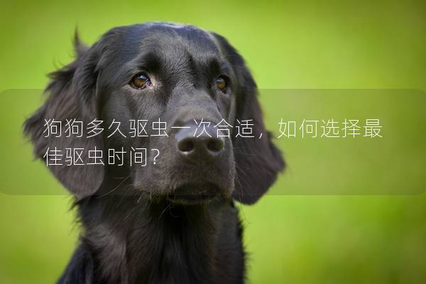 狗狗多久驅蟲一次合適，如何選擇最佳驅蟲時間？