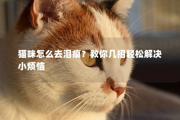 貓咪怎么去淚痕？教你幾招輕松解決小煩惱