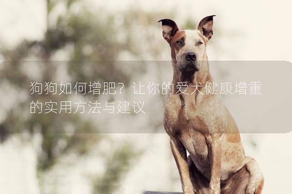 狗狗如何增肥？讓你的愛犬健康增重的實用方法與建議