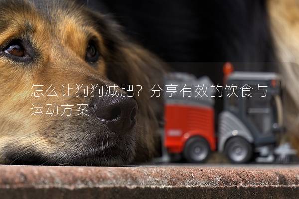 怎么讓狗狗減肥?分享有效的飲食與運(yùn)動(dòng)方案 怎么讓狗狗減肥?分享有效的飲食與運(yùn)動(dòng)方案