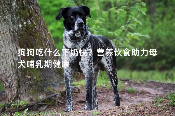 狗狗吃什么下奶快？營養飲食助力母犬哺乳期健康
