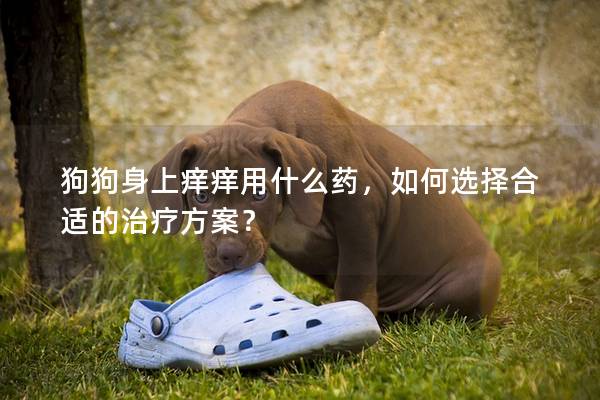 狗狗身上癢癢用什么藥，如何選擇合適的治療方案？