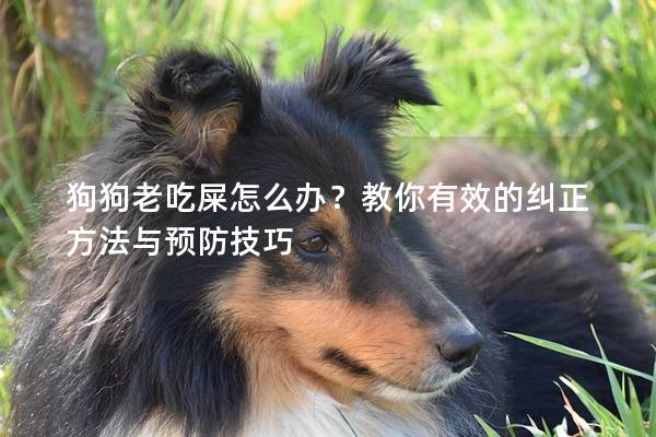 狗狗老吃屎怎么辦？教你有效的糾正方法與預防技巧