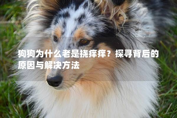 狗狗為什么老是撓癢癢？探尋背后的原因與解決方法