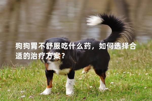 狗狗胃不舒服吃什么藥，如何選擇合適的治療方案？