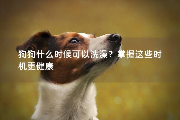 狗狗什么時候可以洗澡？掌握這些時機更健康