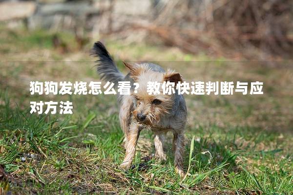 狗狗發燒怎么看？教你快速判斷與應對方法
