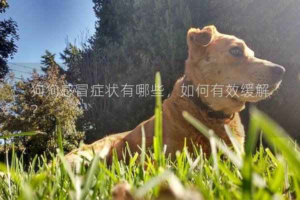 狗狗感冒癥狀有哪些，如何有效緩解？
