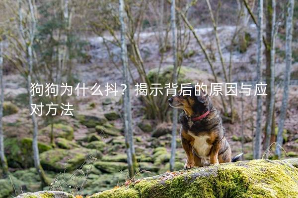 狗狗為什么抖？揭示背后的原因與應對方法