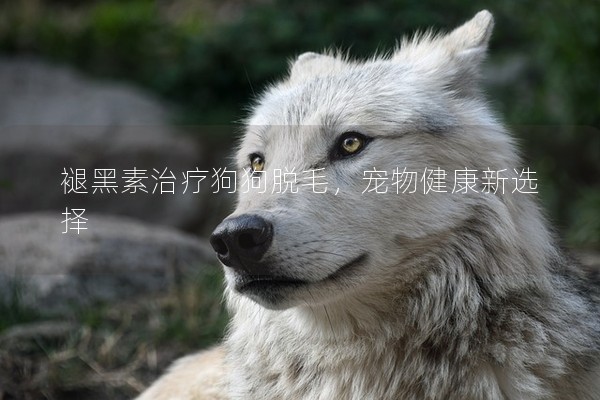 褪黑素治療狗狗脫毛,寵物健康新選擇 褪黑素治療狗狗脫毛,寵物健康新選擇