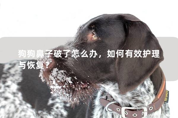 狗狗鼻子破了怎么辦，如何有效護理與恢復？