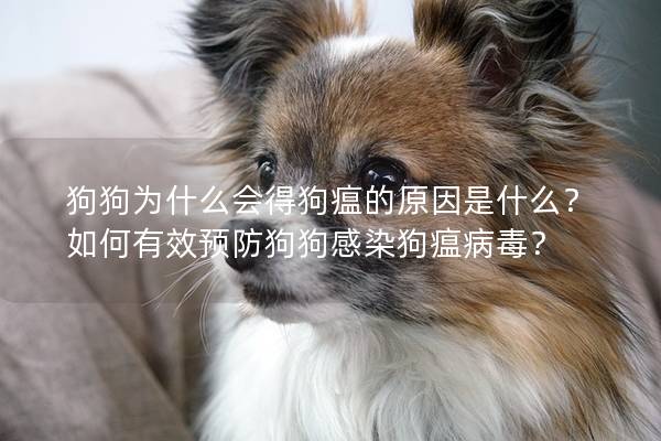 狗狗為什么會得狗瘟的原因是什么？如何有效預(yù)防狗狗感染狗瘟病毒？