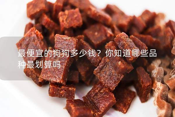最便宜的狗狗多少錢(qián)？你知道哪些品種最劃算嗎
