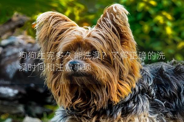 狗狗生完多久能洗澡？了解正確的洗澡時間和注意事項