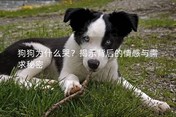 狗狗為什么哭？揭示背后的情感與需求秘密