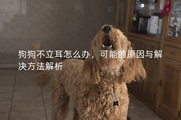 狗狗不立耳怎么辦，可能的原因與解決方法解析
