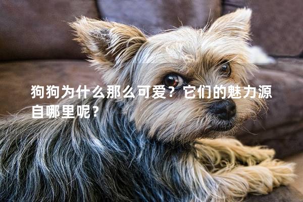 狗狗為什么那么可愛？它們的魅力源自哪里呢？