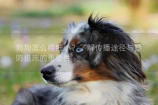 狗狗怎么得細小？了解傳播途徑與預防措施的重要性