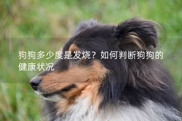 狗狗多少度是發(fā)燒？如何判斷狗狗的健康狀況