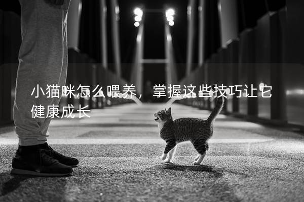 小貓咪怎么喂養(yǎng)，掌握這些技巧讓它健康成長