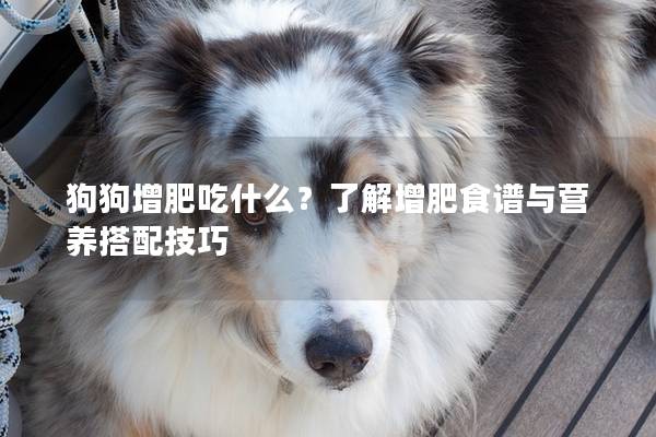 狗狗增肥吃什么?了解增肥食譜與營養搭配技巧 狗狗增肥吃什么?了解增肥食譜與營養搭配技巧