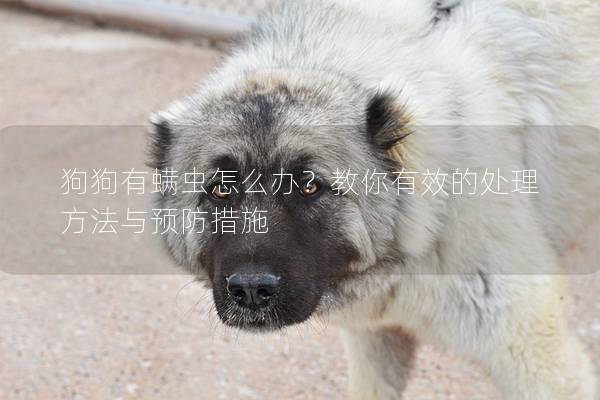 狗狗有螨蟲(chóng)怎么辦？教你有效的處理方法與預(yù)防措施