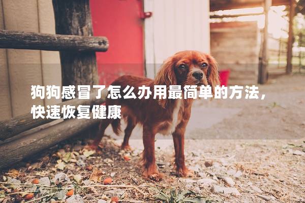 狗狗感冒了怎么辦用最簡單的方法，快速恢復健康