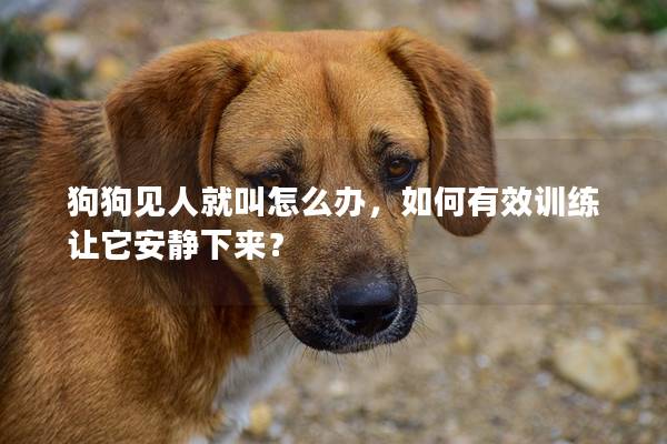 狗狗見人就叫怎么辦，如何有效訓練讓它安靜下來？