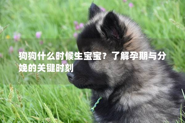 狗狗什么時候生寶寶？了解孕期與分娩的關鍵時刻