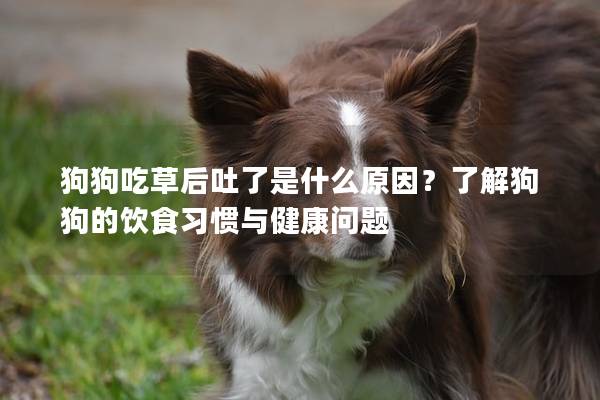 狗狗吃草后吐了是什么原因？了解狗狗的飲食習慣與健康問題