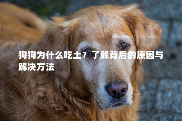 狗狗為什么吃土？了解背后的原因與解決方法