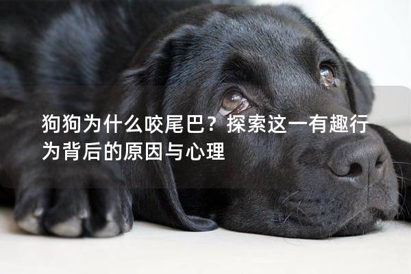 狗狗為什么咬尾巴？探索這一有趣行為背后的原因與心理