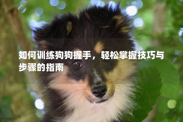 如何訓練狗狗握手，輕松掌握技巧與步驟的指南