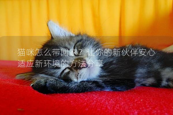 貓咪怎么帶回家？讓你的新伙伴安心適應新環(huán)境的方法分享
