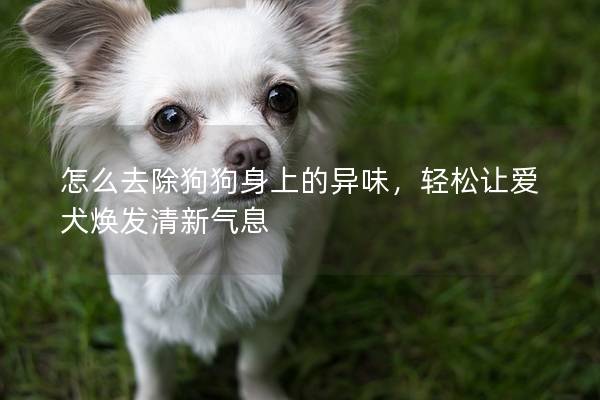 怎么去除狗狗身上的異味，輕松讓愛犬煥發清新氣息