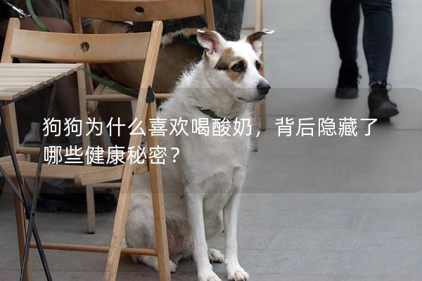 狗狗為什么喜歡喝酸奶，背后隱藏了哪些健康秘密？