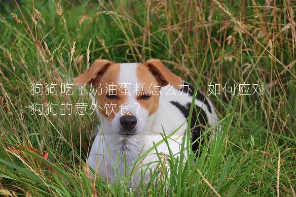 狗狗吃了奶油蛋糕怎么辦，如何應對狗狗的意外飲食？