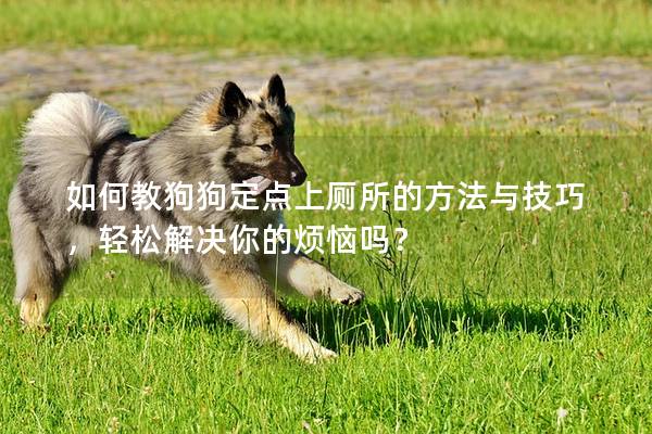如何教狗狗定點上廁所的方法與技巧，輕松解決你的煩惱嗎？
