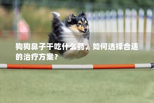 狗狗鼻子干吃什么藥，如何選擇合適的治療方案？