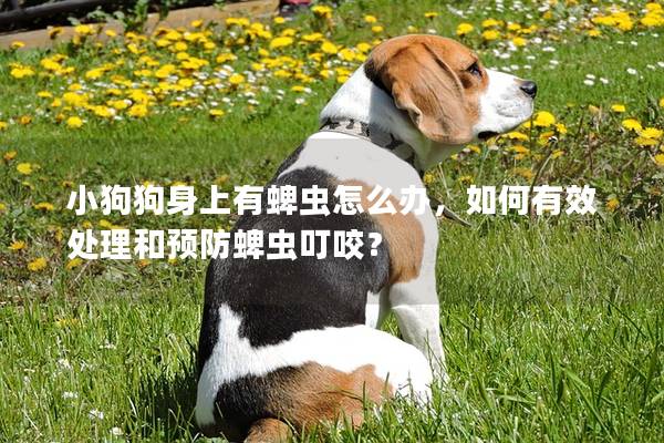 小狗狗身上有蜱蟲怎么辦,如何有效處理和預防蜱蟲叮咬?