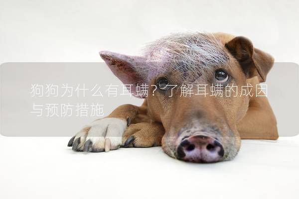 狗狗為什么有耳螨？了解耳螨的成因與預防措施