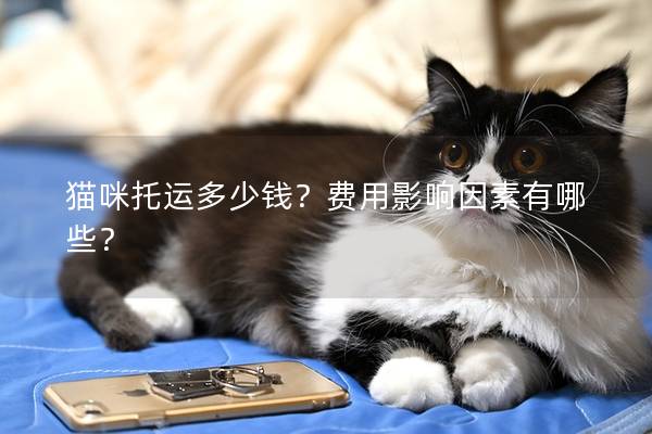貓咪托運多少錢？費用影響因素有哪些？
