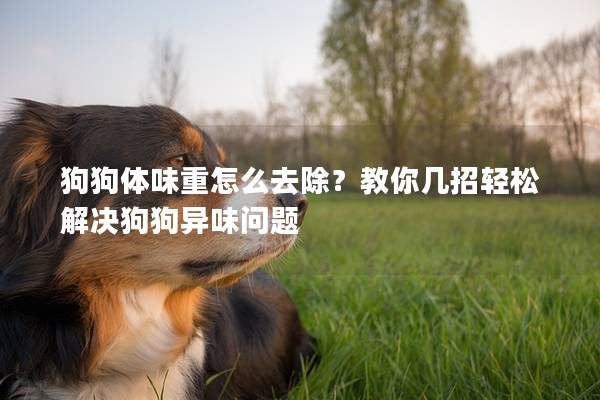 狗狗體味重怎么去除？教你幾招輕松解決狗狗異味問題