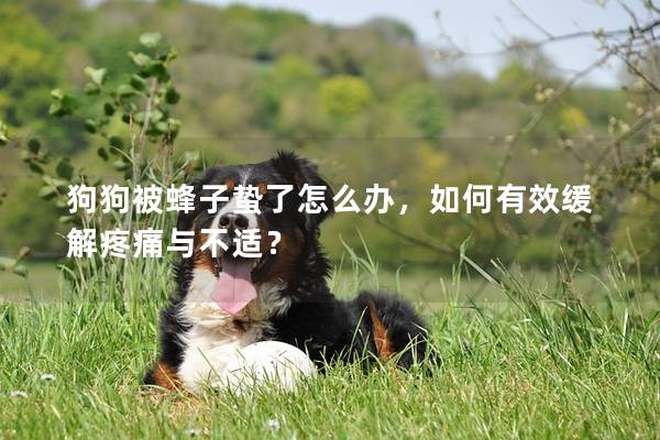 狗狗被蜂子蟄了怎么辦，如何有效緩解疼痛與不適？