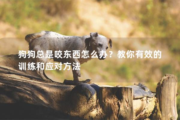 狗狗總是咬東西怎么辦？教你有效的訓(xùn)練和應(yīng)對(duì)方法