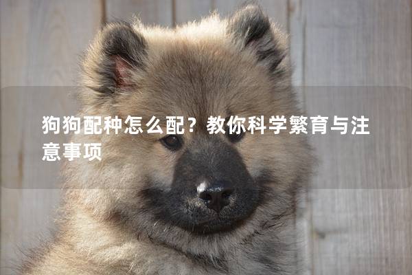 狗狗配種怎么配?教你科學(xué)繁育與注意事項 狗狗配種怎么配?教你科學(xué)繁育與注意事項