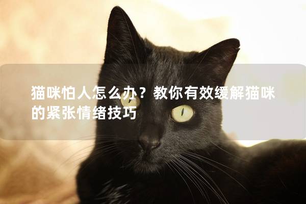 貓咪怕人怎么辦?教你有效緩解貓咪的緊張情緒技巧 貓咪怕人怎么辦?教你有效緩解貓咪的緊張情緒技巧
