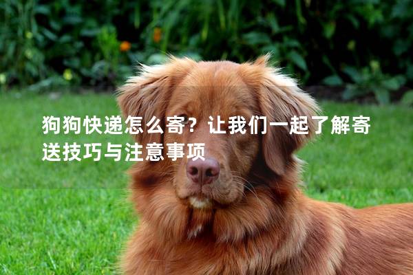 狗狗快遞怎么寄？讓我們一起了解寄送技巧與注意事項