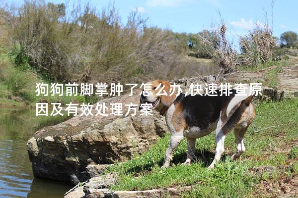 狗狗前腳掌腫了怎么辦,快速排查原因及有效處理方案