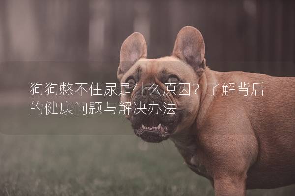 狗狗憋不住尿是什么原因？了解背后的健康問題與解決辦法